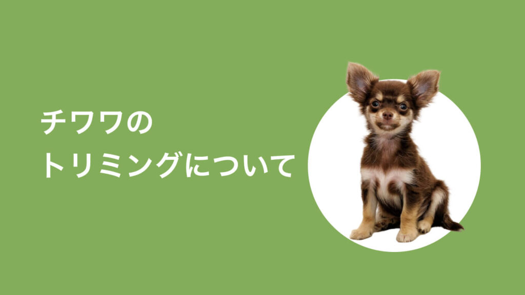 チワワ セール 子犬 シャンプー いつから